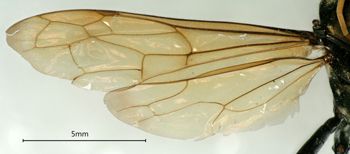 Media type: image;   Entomology 26191 Aspect: wing